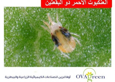 The red two-spot spider